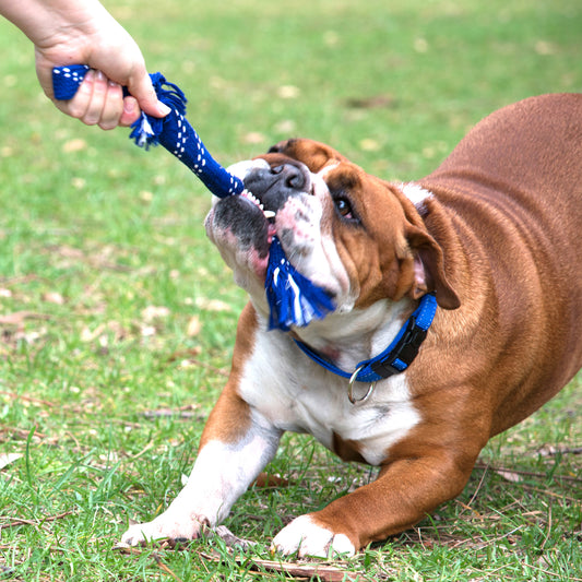 Rogz Scrubz Dental Rope Toy