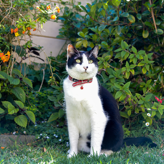 Rogz SparkleCat Pin Buckle Collar