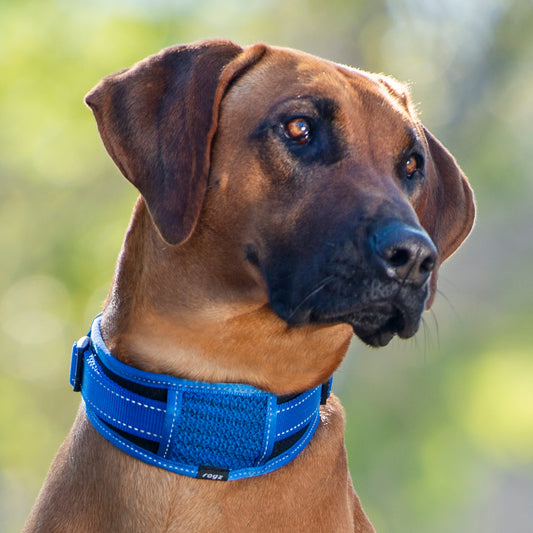 Rogz Utility Classic Collar Padded