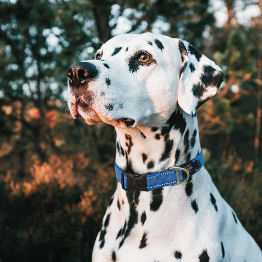 Rogz Utility Classic Dog Collar