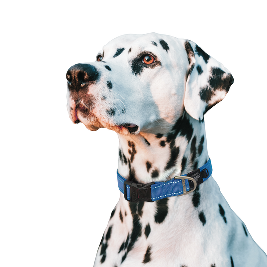 Rogz Utility Classic Collar