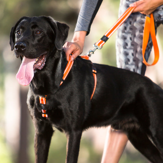 Rogz Utility Classic Lead