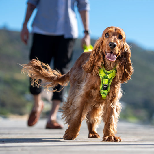Rogz Utility Control Harness