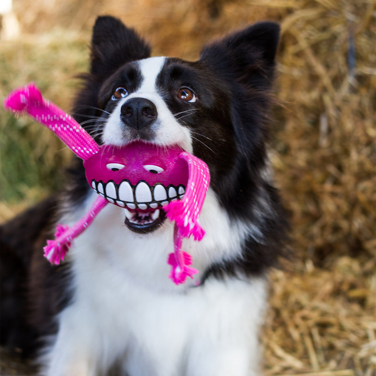Rogz Flossy Grinz Dental Toy