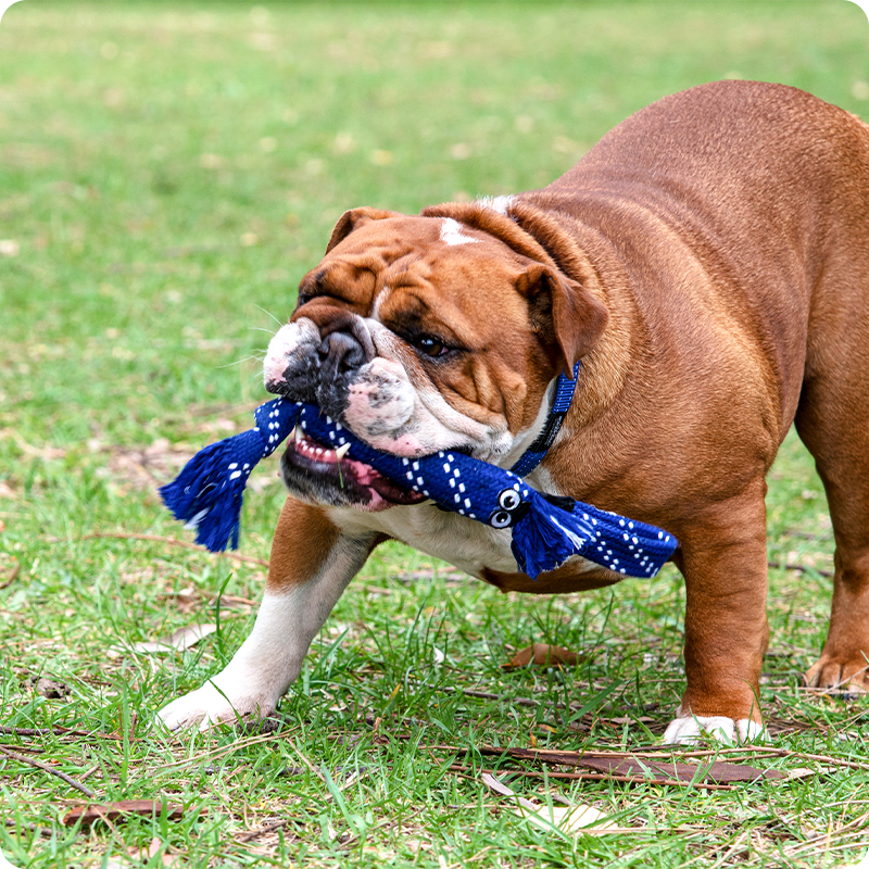 Scrubz Dental Rope Toy