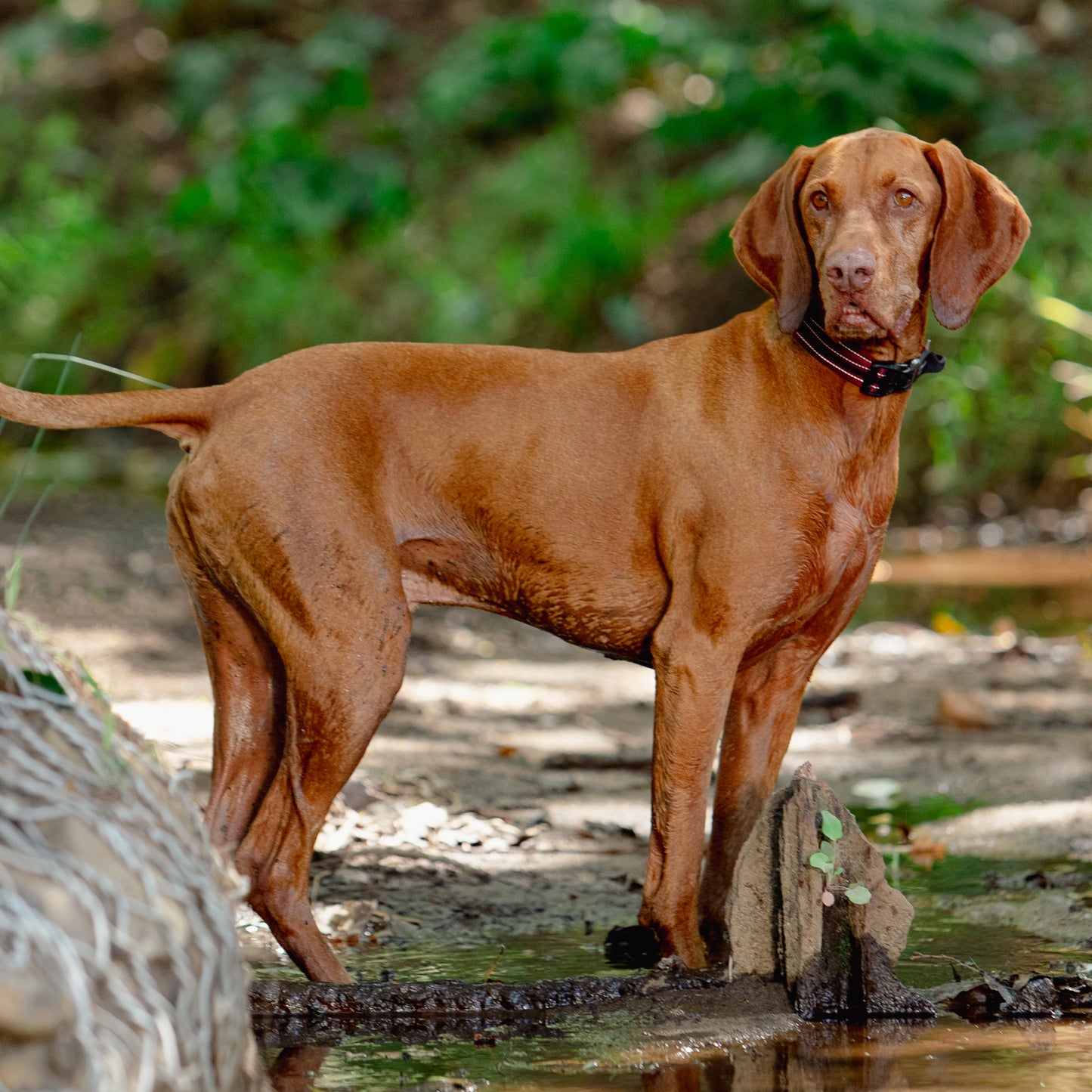 Rogz AirTech Classic Collar