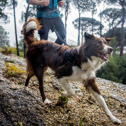 Rogz AirTech Sport Belt and Lead