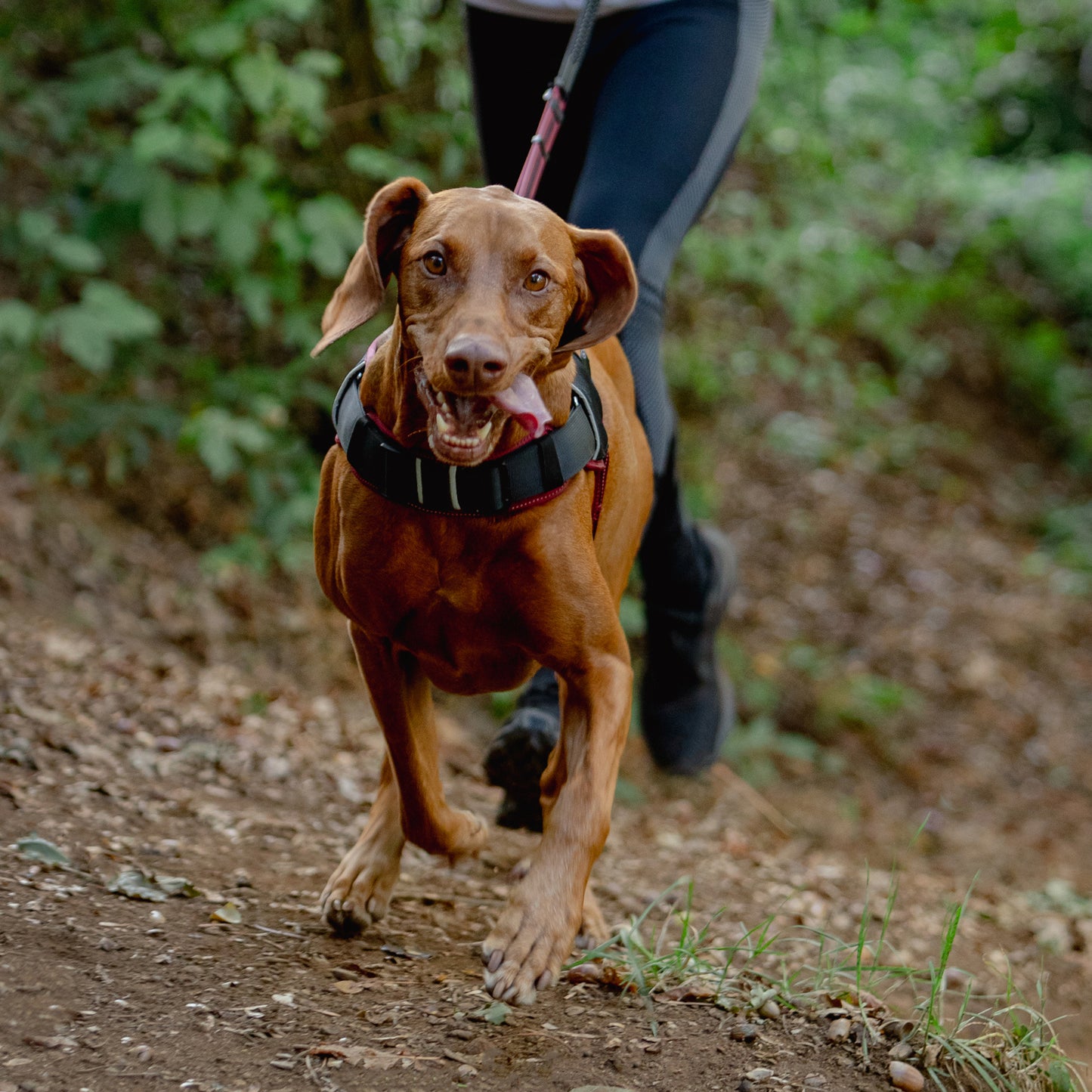 Rogz AirTech Sport Harness Platinum Grey