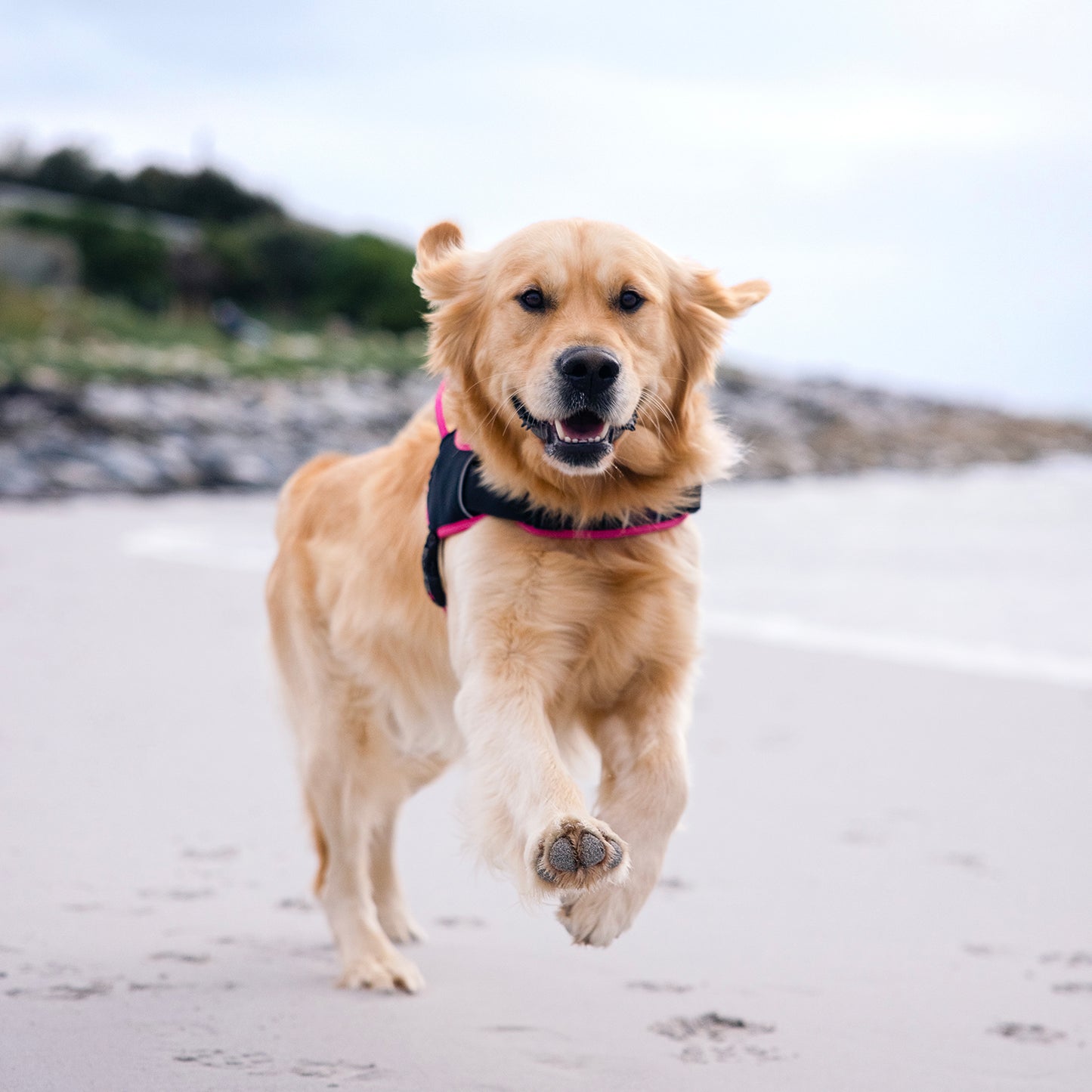 Rogz AirTech Sport Harness Platinum Grey