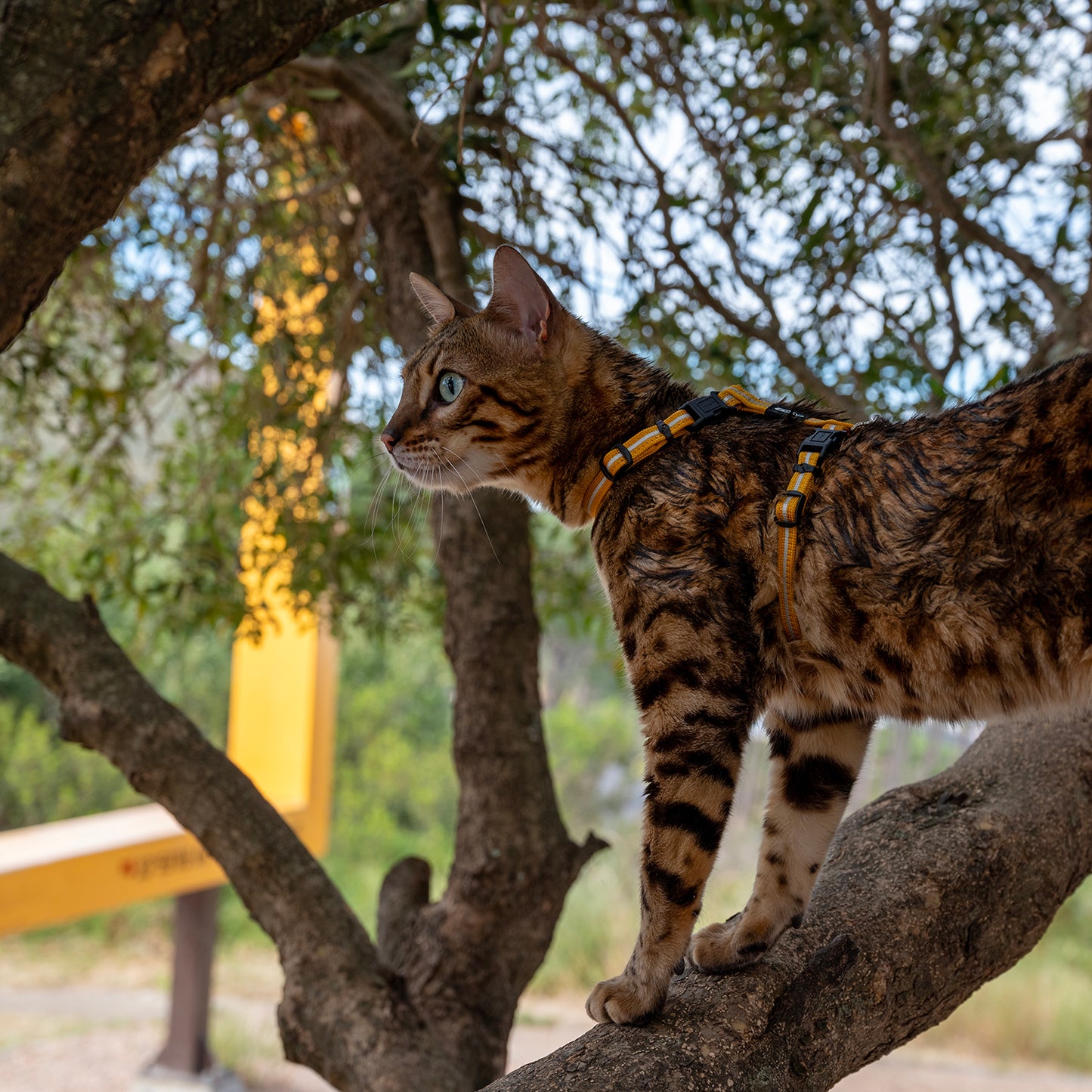 Rogz AlleyCat Control Harness and Lead