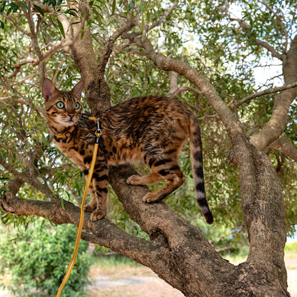 Rogz AlleyCat Control Harness and Lead