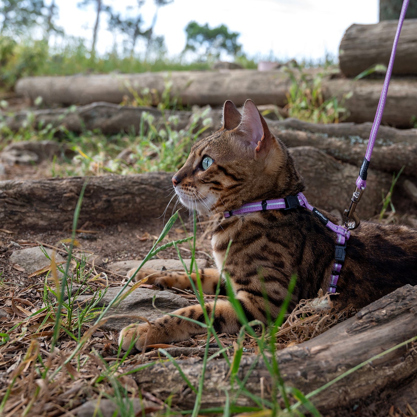 Rogz AlleyCat Control Harness and Lead
