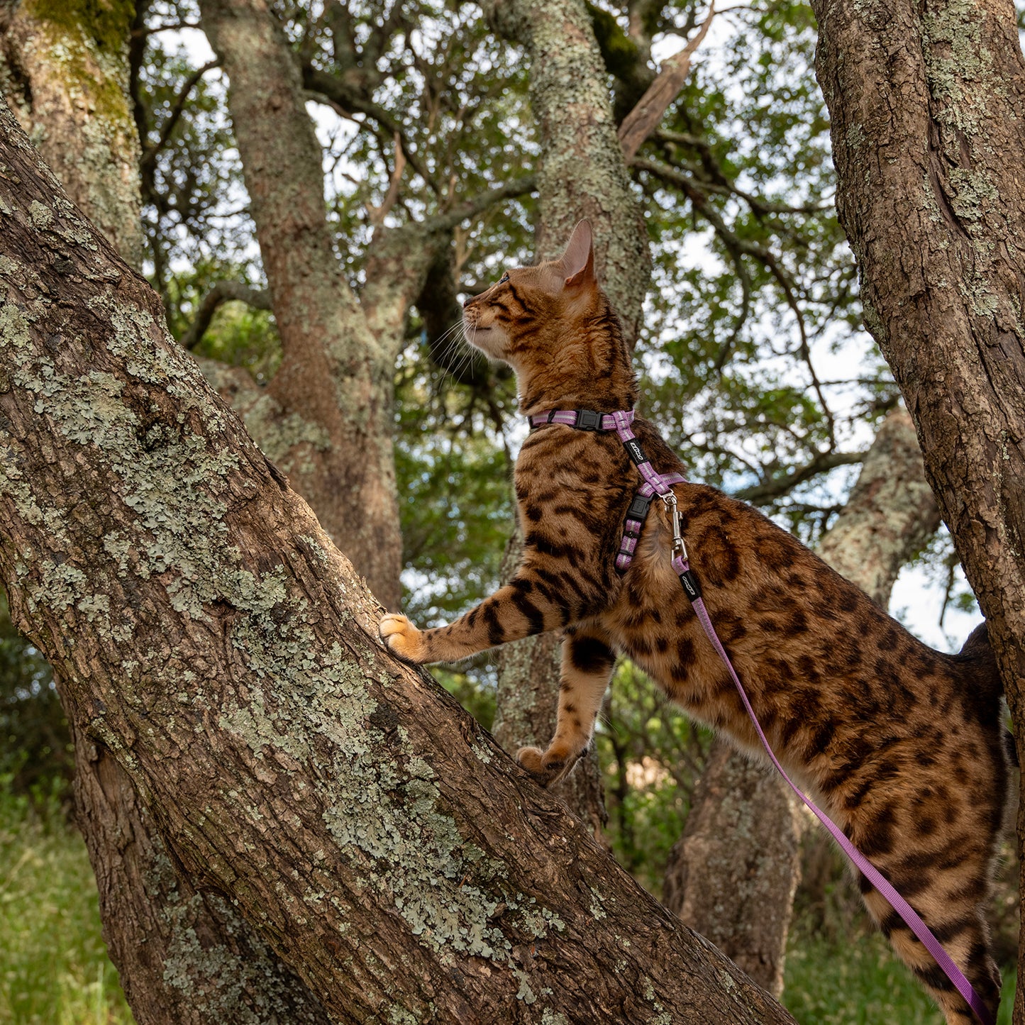 Rogz AlleyCat Control Harness and Lead