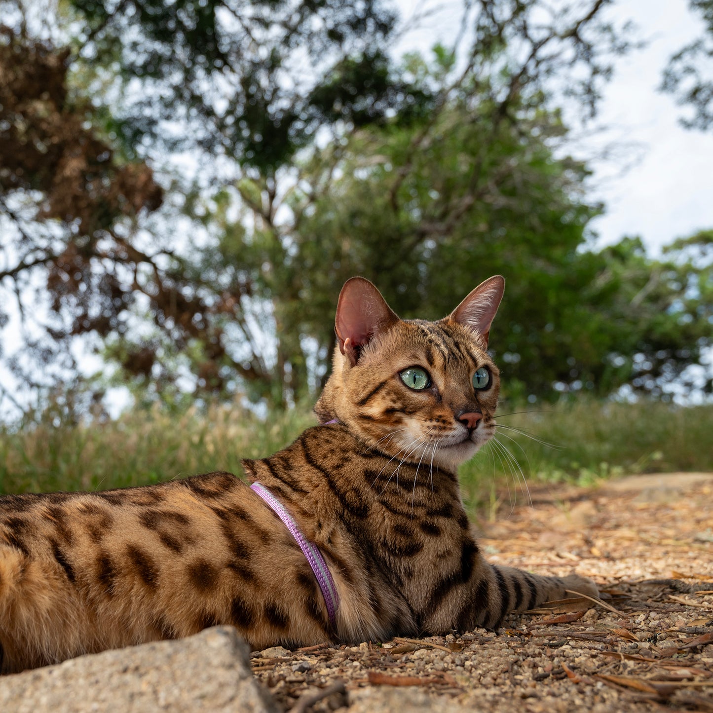Rogz AlleyCat Control Harness and Lead