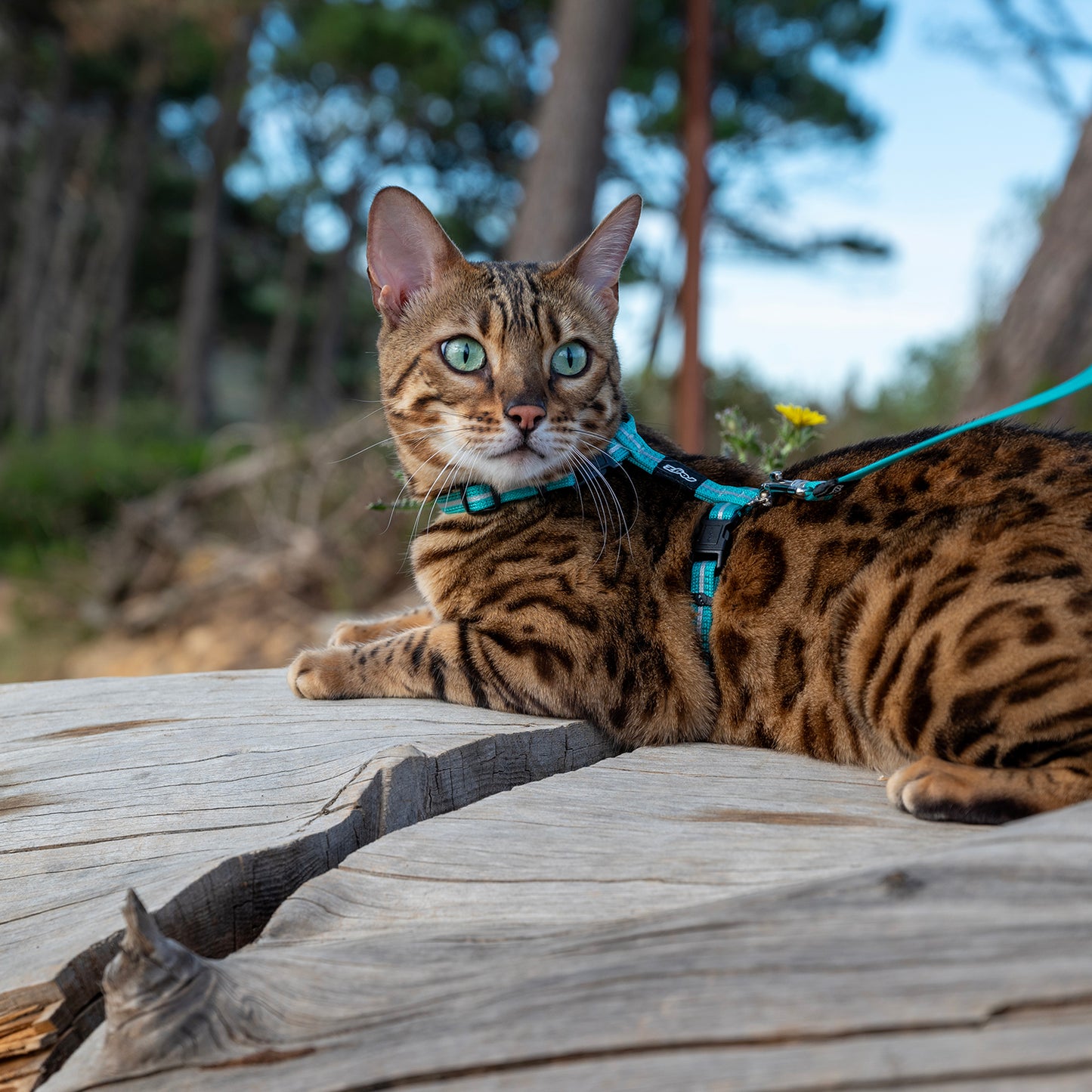 Rogz AlleyCat Control Harness and Lead