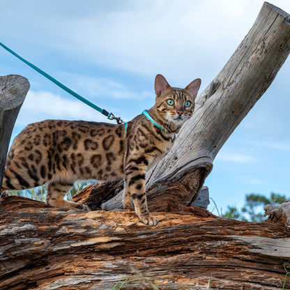 Rogz AlleyCat Control Harness and Lead