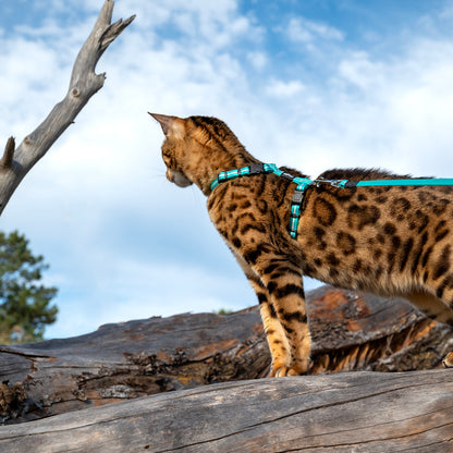 Rogz AlleyCat Control Harness and Lead