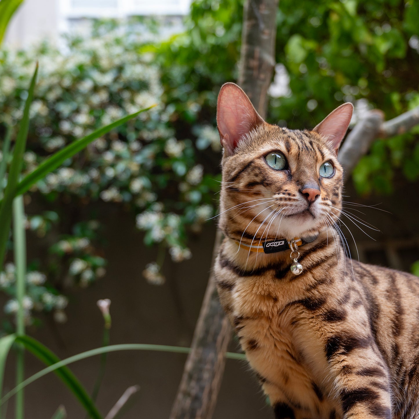 Rogz AlleyCat Safety Collar
