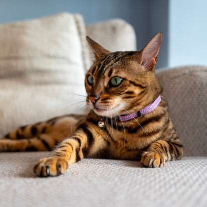 Rogz AlleyCat Safety Collar