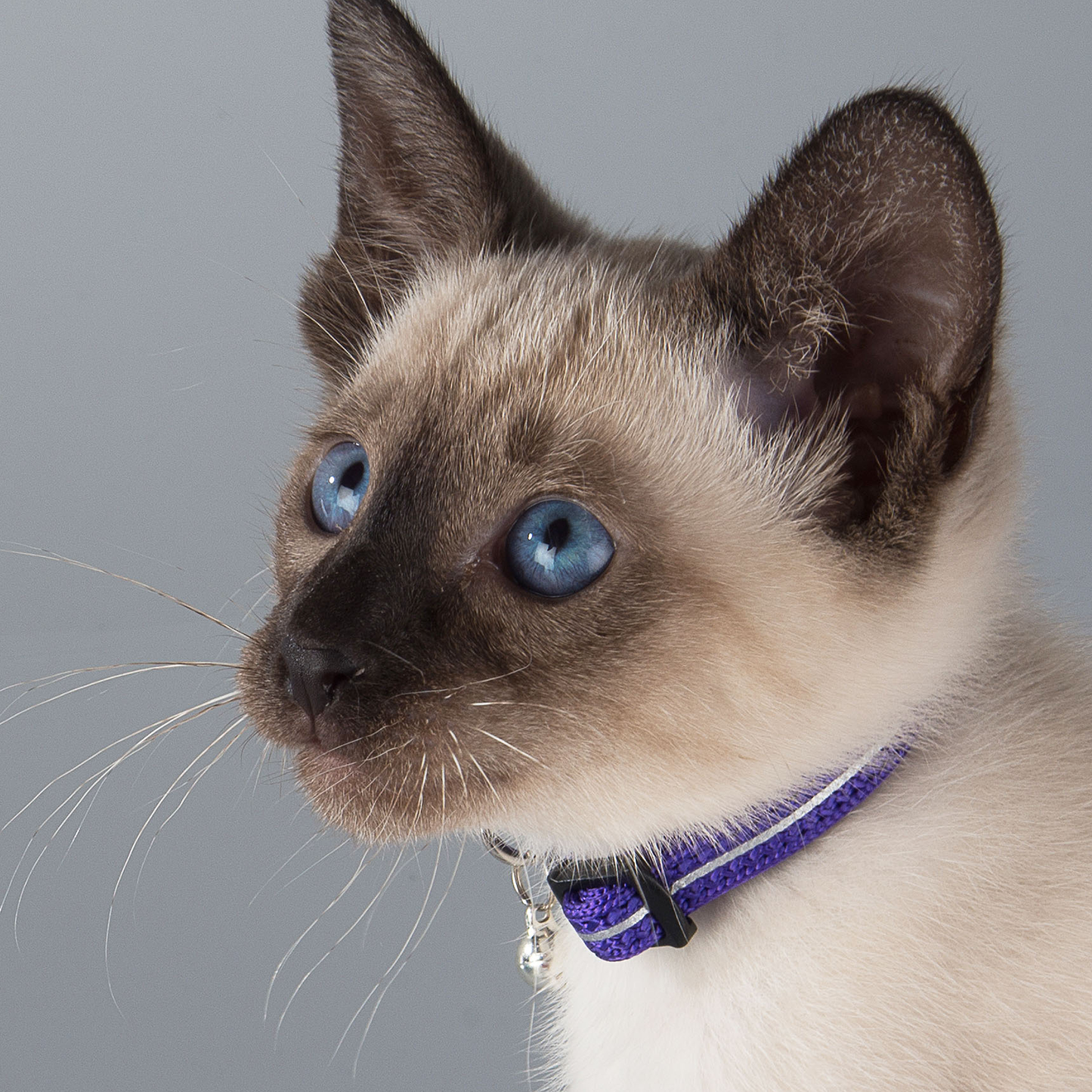 Rogz AlleyCat Safety Collar