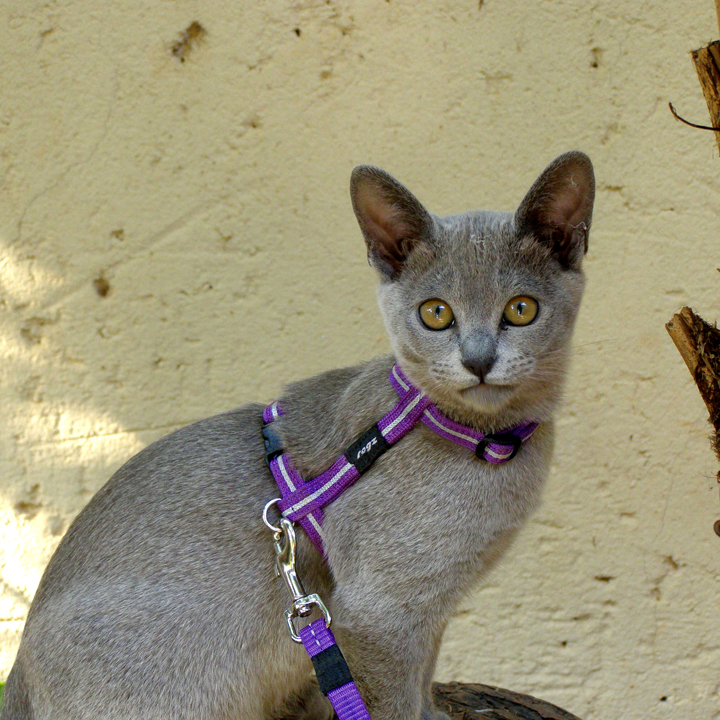 Rogz AlleyCat Control Harness and Lead