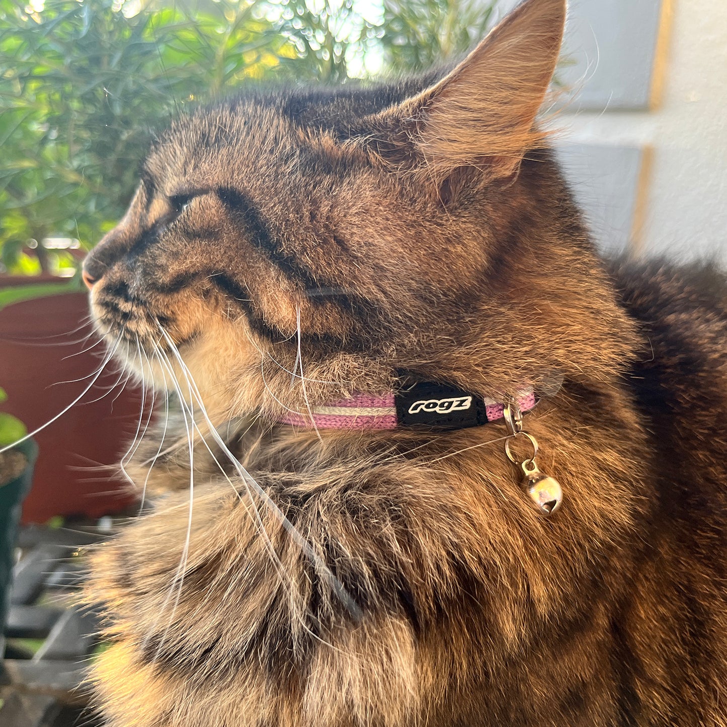 Rogz AlleyCat Safety Collar