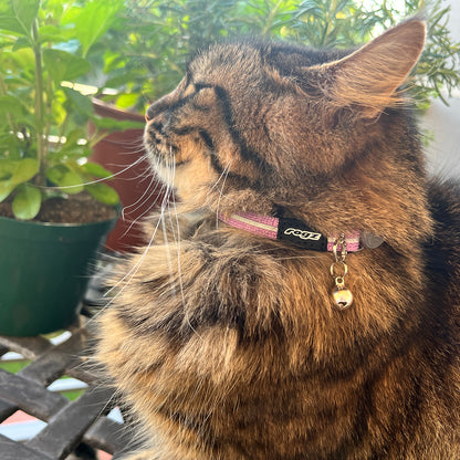 Rogz AlleyCat Safety Collar