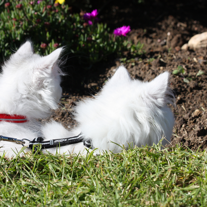 Rogz AlleyCat Control Harness and Lead
