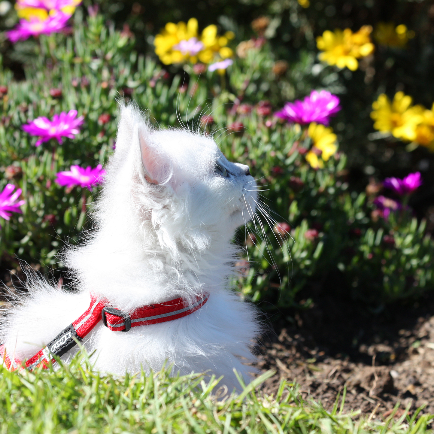 Rogz AlleyCat Control Harness and Lead