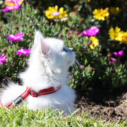 Rogz AlleyCat Control Harness and Lead