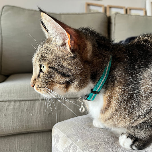 Rogz AlleyCat Safety Collar