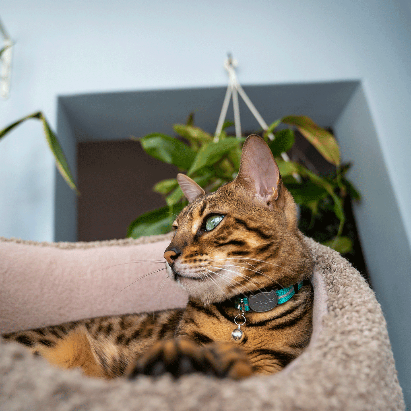 Rogz AlleyCat Safety Collar