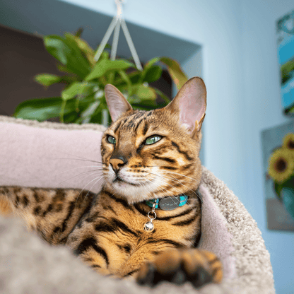 Rogz AlleyCat Safety Collar