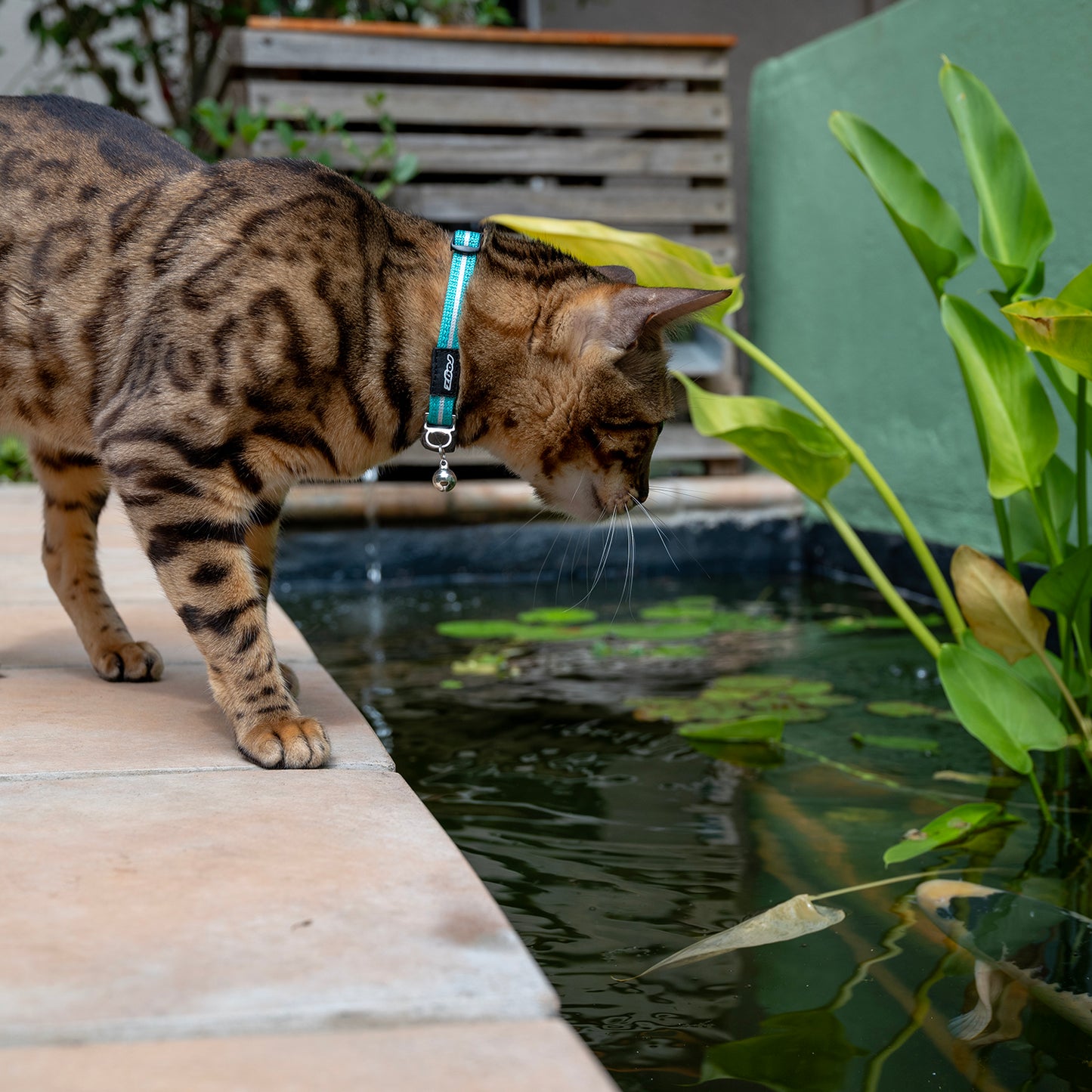 Rogz AlleyCat Safety Collar