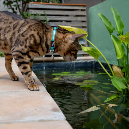 Rogz AlleyCat Safety Collar