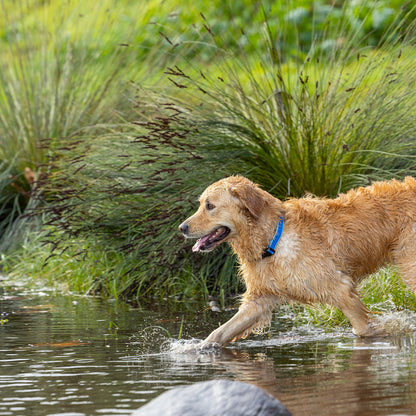 Rogz Amphibian Classic Collar