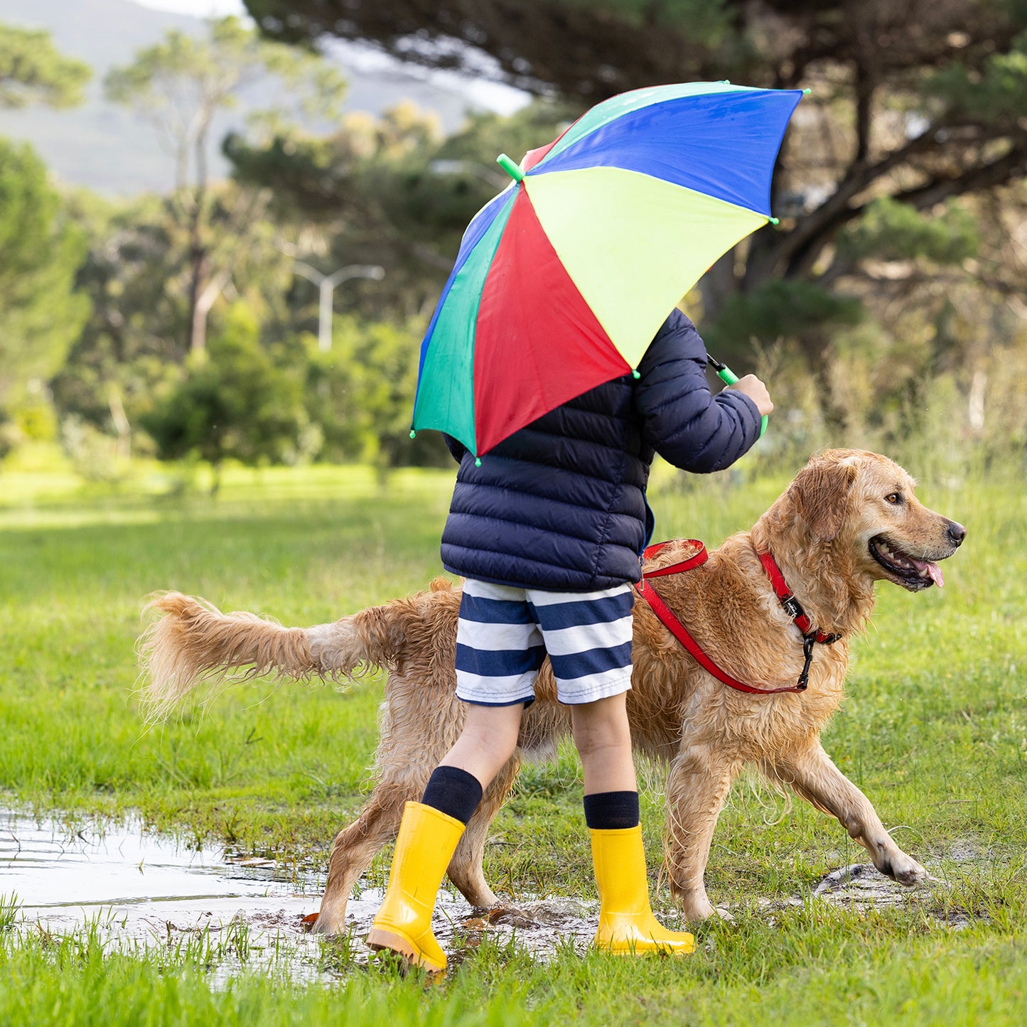 Rogz Amphibian Classic Collar