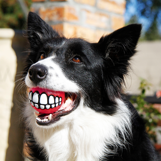 Interactive Fetch Ball Built for Curious, Active Dogs