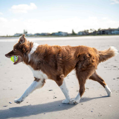 Rogz Grinz Fetch Ball