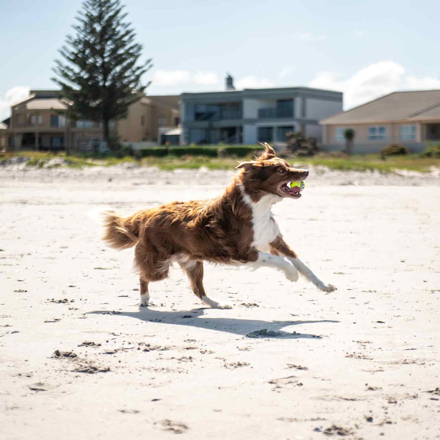 Rogz Grinz Fetch Ball