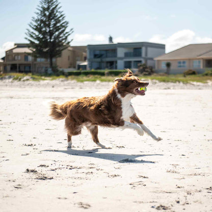 Rogz Grinz Fetch Ball