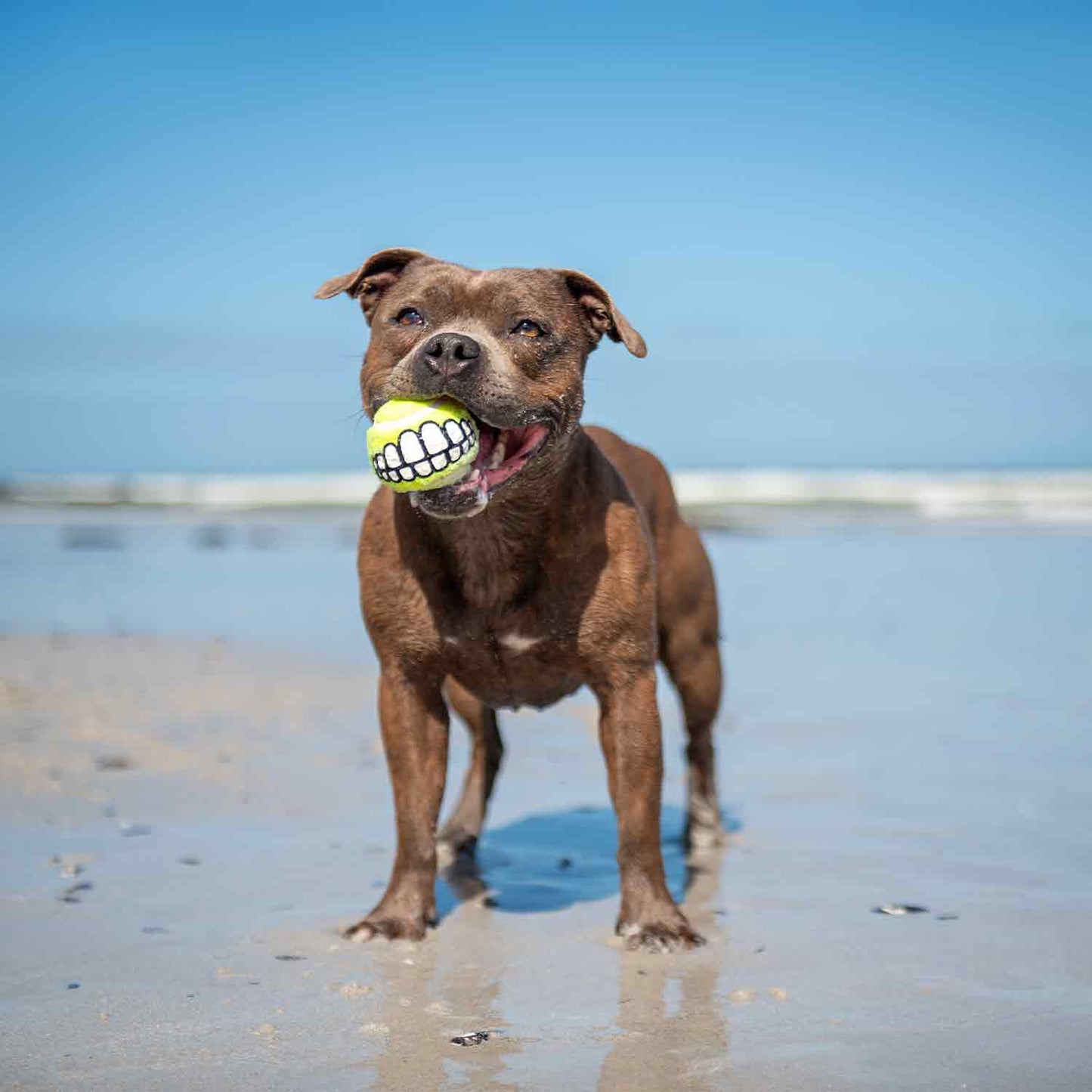 Rogz Grinz Fetch Ball