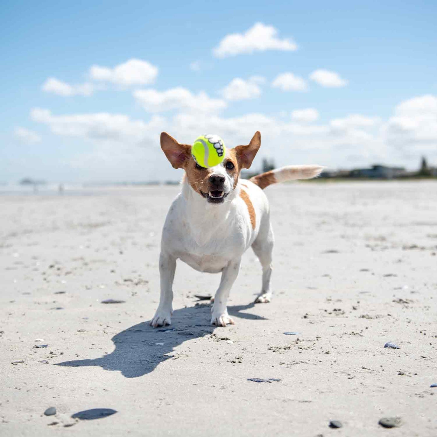 Rogz Grinz Fetch Ball