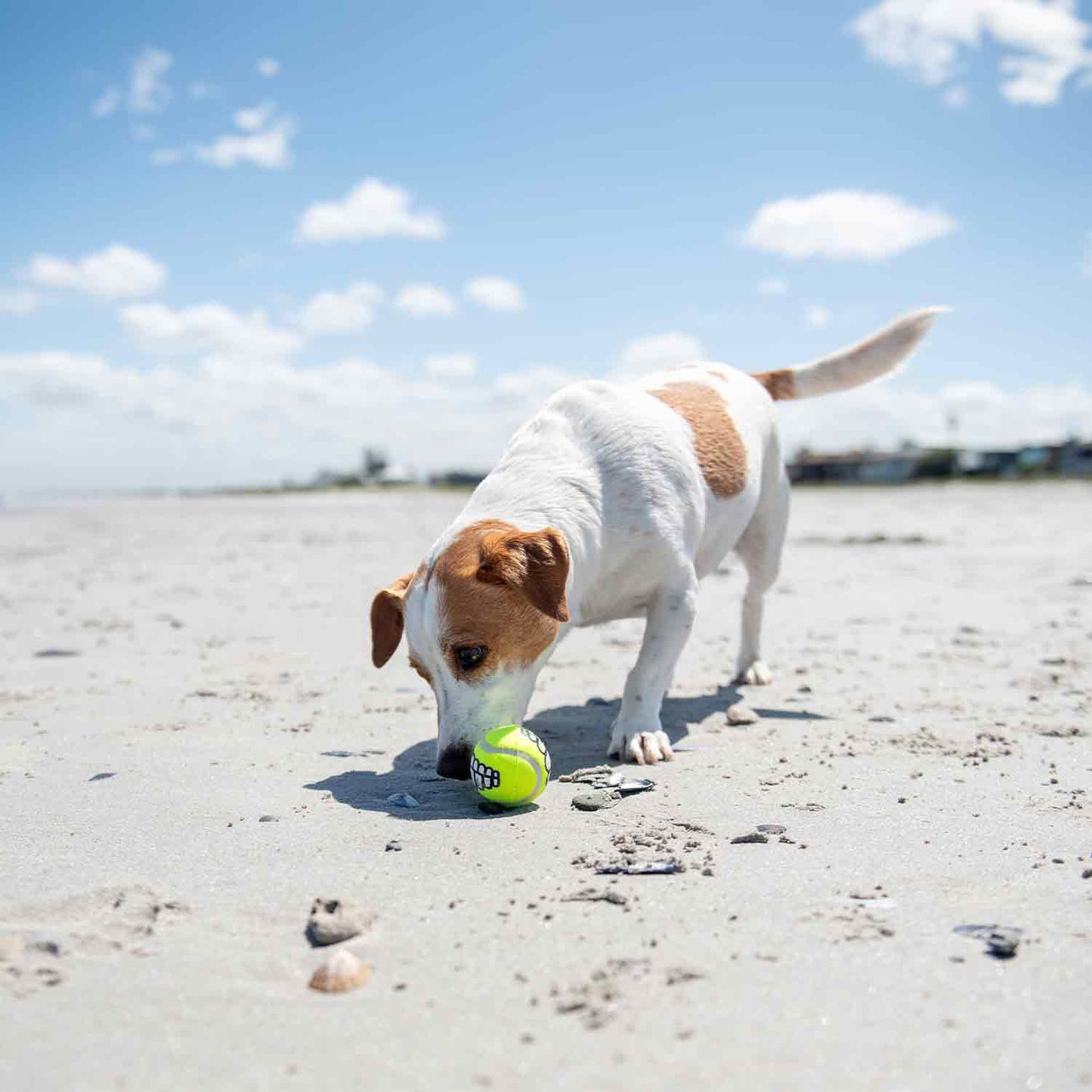 Rogz Grinz Fetch Ball