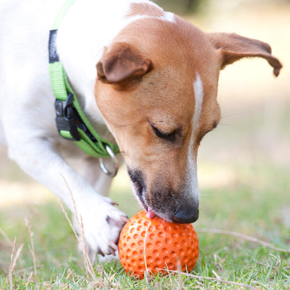 Rogz Gumz Chew Ball