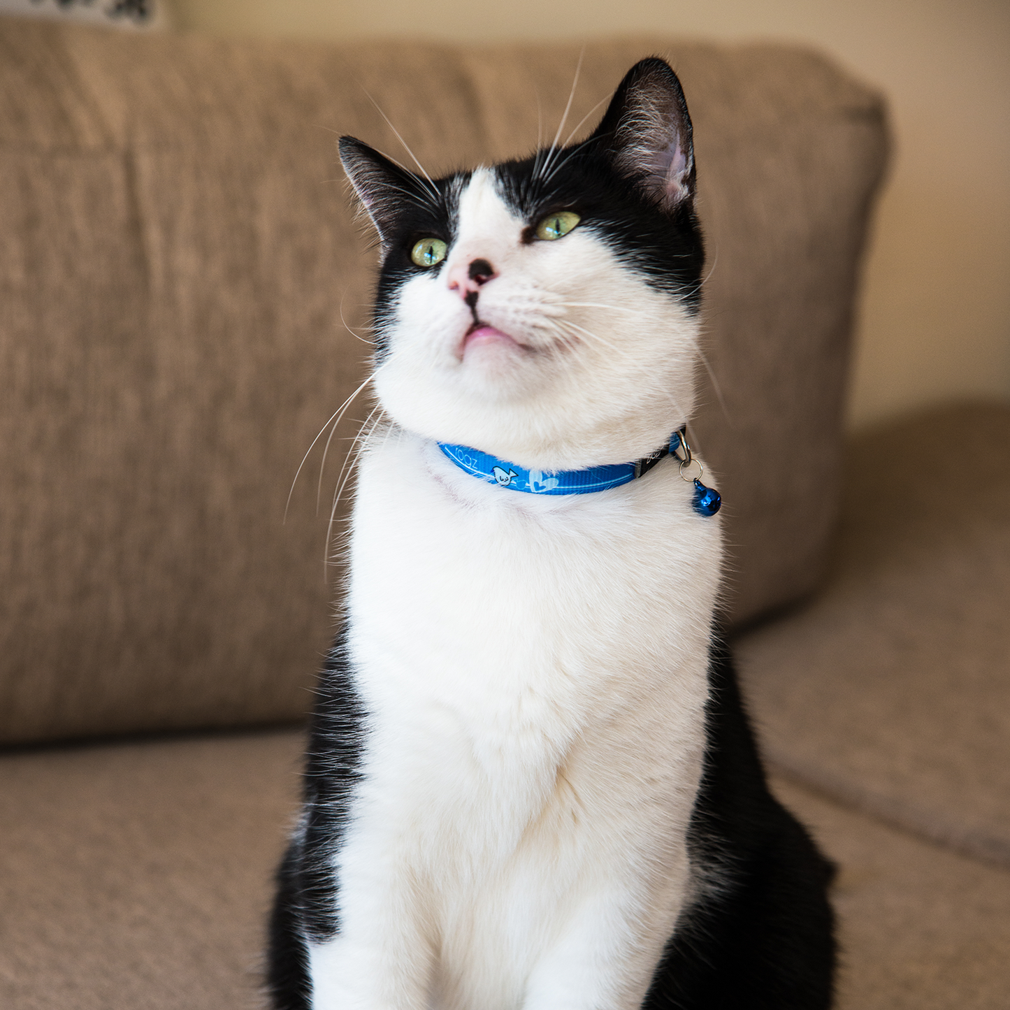 Rogz KiddyCat Safety Collar