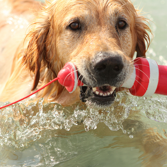 Rogz LightHouse Fetch Water Toy