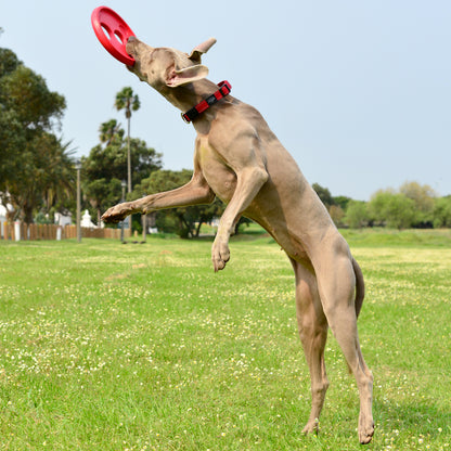 Rogz RFO Fetch Flying Toy