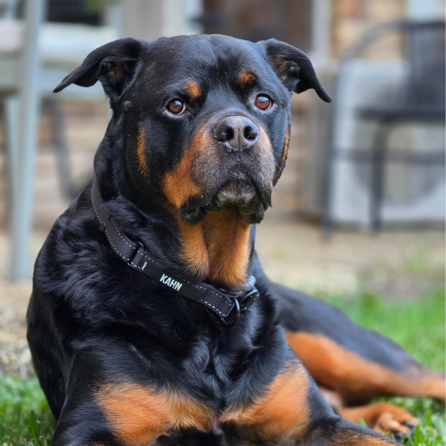 Rogz Utility TwinLoc Personalised Collar