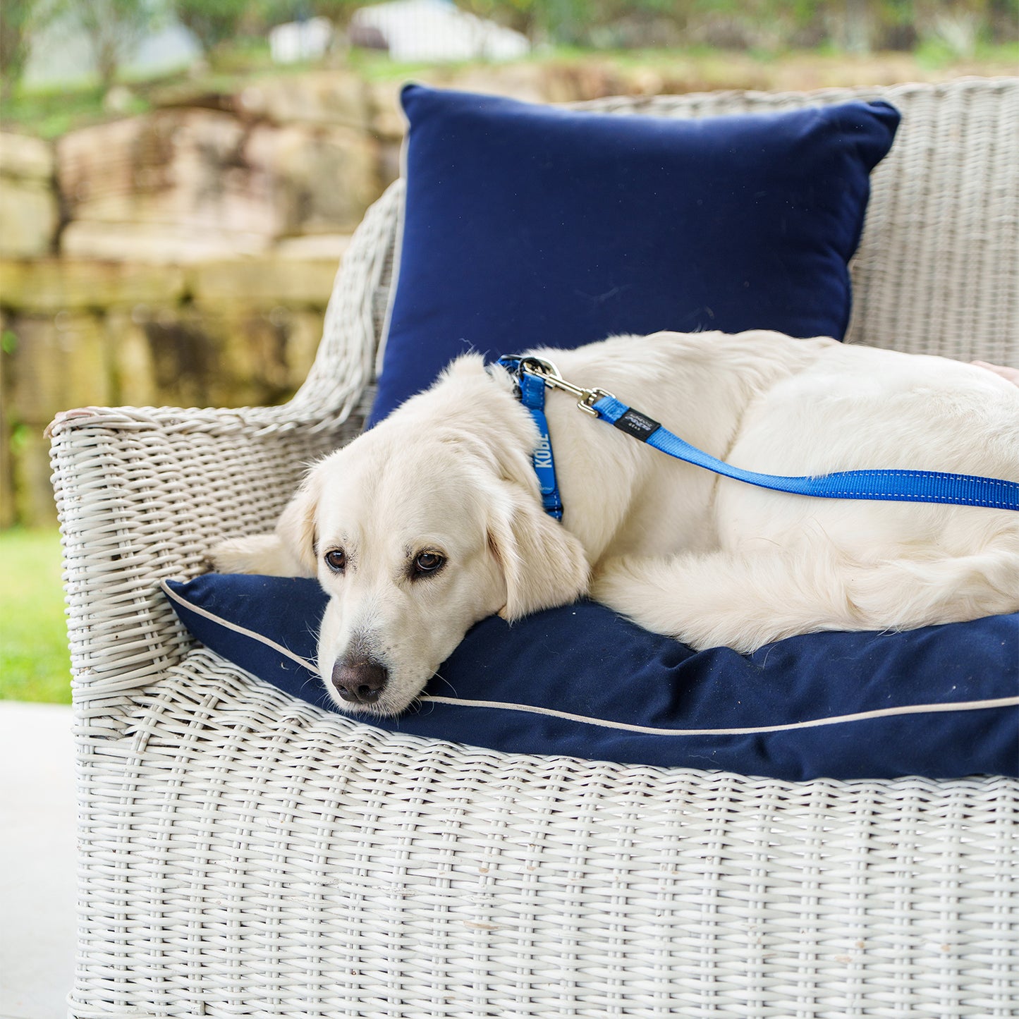 Rogz Utility TwinLoc Personalised Collar